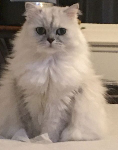 Silver chinchilla Persian from the dearheart line #cats #cutecats cat cute | cute cats and kittens |cat beautiful | cat lovers Pics Of Cute Cats, Chinchilla Persian, Persian Cats, Cat Allergies, Gallery Ideas, Being A Parent, Persian Kittens, Cat Dander, Ragdoll Kitten