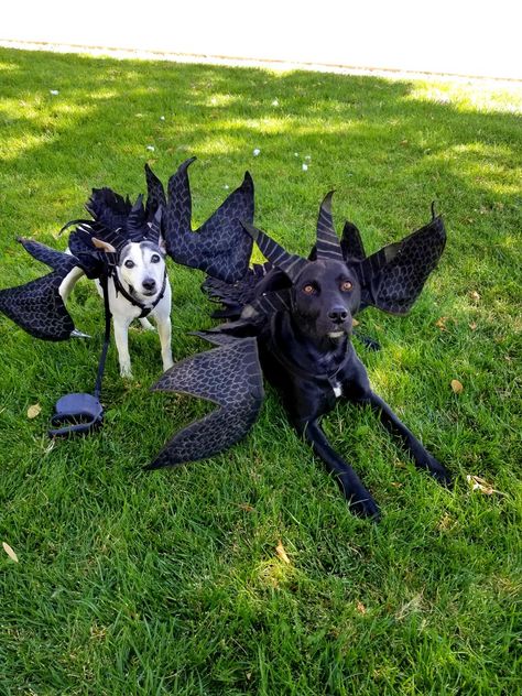 Game of Thrones Dog costumes DIY with felt and wire hangers Dragon Costume For Dogs, Dog Dragon Costume, Halloween Costume Game, Dog Dragon, Game Of Thrones Costumes, Diy Dog Costumes, Costumes Diy, Dragon Costume, Dog Games