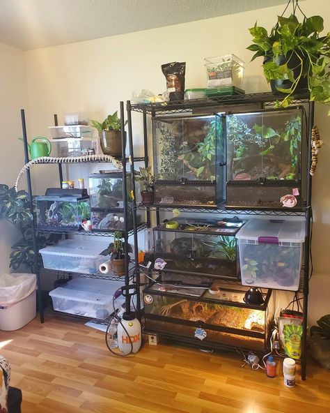 Bedroom With Reptile Tank, Small Pet Room Ideas, Reptile Organization, Reptile Shelves, Reptile Shelf, Reptile Room Setup, Aquarium Shelves, Reptile Room Ideas, Pet Enclosures