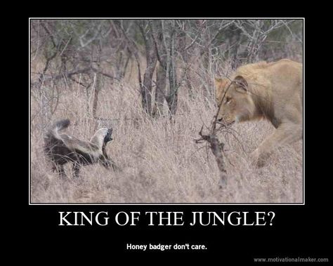 Honey Badger Meme, Honey Badger Humor, Badger Images, Fun Facts About Animals, Dog Jokes, Honey Badger, Seriously Funny, Animal Facts, Funny Animal Memes