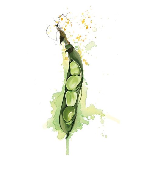 Bean Illustration, Watercolour Fruit, Watercolor Art Inspiration, Watercolour Splash, Food Watercolor, Splash Background, Negative Painting, Broad Bean, Watercolor Fruit