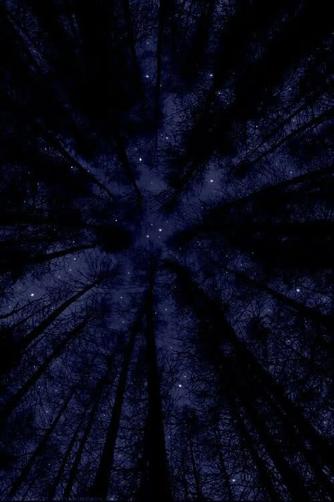 Into The Night, The Night Sky, Looking Up, Night Sky, In The Dark, The Story, Dark Blue, Trees, Stars