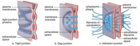 Cell Membrane Notes, Cell Junctions, Cell Nucleus, Cell Junction, Cell Differentiation, Typical Plant Cell, Med Notes, Anaerobic Respiration, Wallpaper Iphone Love