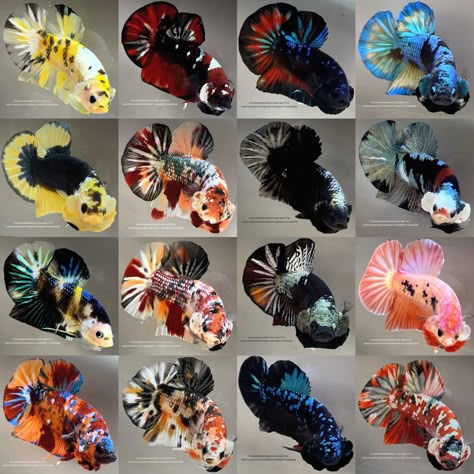 Cool Betta Fish, Betta Fish Colors, Samurai Betta, Koi Betta Fish, Veiltail Betta, Fish Tank Themes, Koi Betta, Ikan Air Tawar, Betta Fish Types