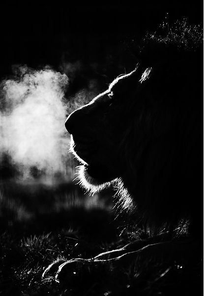 thanksgiving Lion Of Judah, A Lion, White Photo, Beautiful Cats, Big Cats, White Photography, Beautiful Creatures, Black And White Photography, Wild Cats