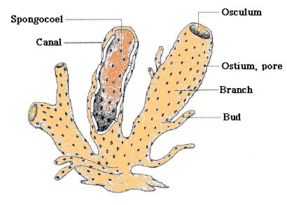 Structure of a Sponge Biology Jobs, Biology Diagrams, Science Diagrams, Animals Information, Biology Art, Food Infographic, Sea Sponge, Animal Cell, Biology Notes