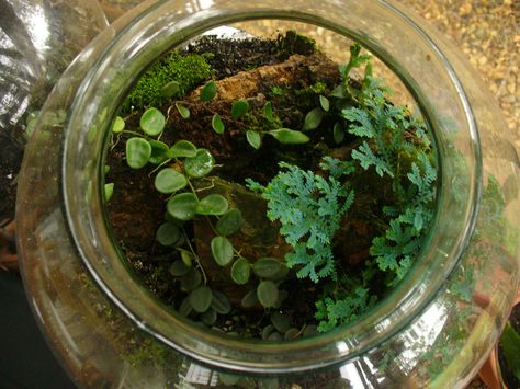 hoya serpens in a terrarium Hoya Terrarium, Hoya Serpens, Tamborine Mountain, Large Glass Vase, Ikea Cabinets, Plant Mom, Go Green, Green Thumb, Terrarium