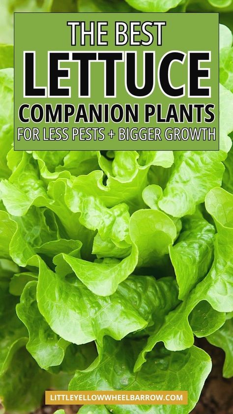 What are the best companion plants for lettuce? In this post, I share the top plants to plant and grow around lettuce to get a bigger harvest, eliminate pests, and more. Lettuce companion plants that will help your lettuce plants grow and flourish. Add these gardening ideas to your edible garden plans and vegetable garden layout plans. Find the best companion plants for lettuce and what companion plants to avoid. Grow lettuce easily with the right companion plants. Plant Lettuce, Growing Lettuce Indoors, Vegetable Garden Layout, Grow Lettuce, Best Companion Plants, Companion Planting Guide, Growing Carrots, Growing Lettuce, Garden Layout Vegetable