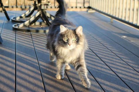 How to Keep Stray Cats off Your Porch: Try These Options! 1 How To Get Rid Of Cats On My Porch, How To Keep Cats Off Porch, How To Get Rid Of Stray Cats In Yard, How To Keep Cats Off Outdoor Furniture, Cat Deterrent, Cat Problems, How To Cat, Cat Repellant, Cat Lounge