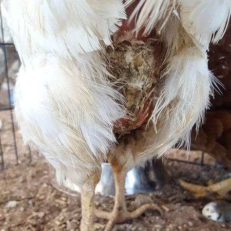 Vent Gleet – Bitchin' Chickens Feeding Chickens Egg Shells, What To Feed Chickens, Feed Chickens, Feeding Chickens, Chicken Raising, Chicken Care, Farm Work, Clean Chicken, Chicken Coup