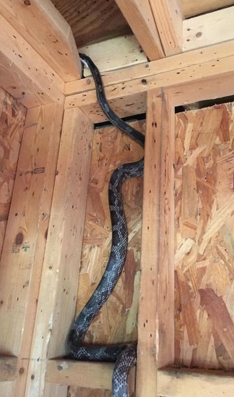 15 ways to keep snakes out of the chicken coop. - Cluckin Chicken Coop Snake Proof, Best Chicken Nesting Boxes, Keep Snakes Out Of Chicken Coop, Chicken Coop Egg Boxes, Chicken Coop Outside Decor, Chicken Coop Boxes, Diy Chicken Boxes, How To Keep Snakes Out Of Chicken Coop, Silky Chicken Coop