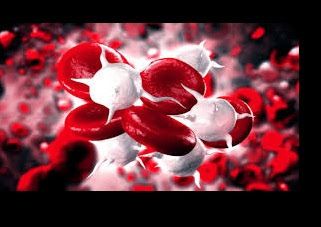 BAGHALI: Blood Infection Reason What Is Blood, Blood Infection, Science Articles, Scientific Research, Science News, Science And Technology, Science