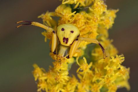 Whitebanded Crab Spider | Misumenoides formosipes on Goldenr… | Flickr Whip Spider, Special Animals, Crab Spider, White Line, Arachnids, Eye Area, Spiders, The Eye, Crab