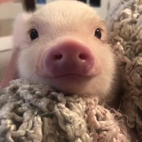 Cute Animals Pictures, Micro Pigs, Cute Piglets, Cowgirl Fashion, Mini Pigs, Texas Women, Cute Piggies, Animals Pictures