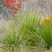 Dasylirion texanum, Texas Sotol South Texas Landscaping Ideas, Texas Landscaping Ideas, South Texas Landscaping, Texas Landscaping, High Country Gardens, Succulent Landscape Design, Succulent Landscaping, Country Gardens, Types Of Succulents