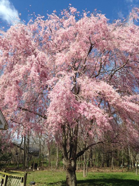 My Weeping Cherry tree.  I love it. Weeping Cherry Blossom Tree, Weeping Cherry Tree, Weeping Trees, Weeping Cherry, Weeping Willow Tree, Weeping Willow, Pink Trees, Blossom Tree, Favorite Flowers