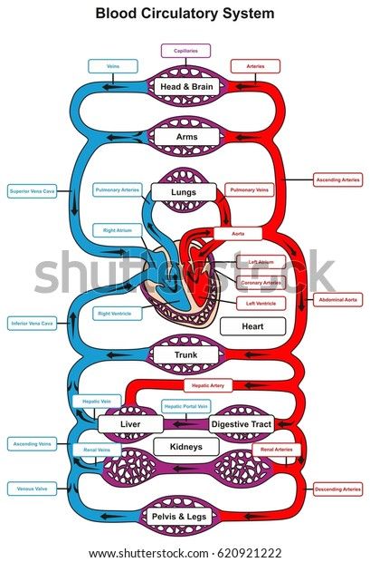 Find Blood Circulatory System Human Body Infographic stock images in HD and millions of other royalty-free stock photos, illustrations and vectors in the Shutterstock collection. Thousands of new, high-quality pictures added every day. Human Body Facts, Summer Health, Basic Anatomy And Physiology, Biology Facts, Medical Student Study, Nursing School Survival, Human Body Anatomy, Nursing School Studying, Biology Lessons