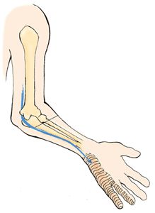 Cubital Tunnel Syndrome, Massage Ideas, Nerve Conduction Study, Body Facts, Ulnar Nerve, Nerve Health, Spinal Nerve, Spinal Injury, Pinched Nerve