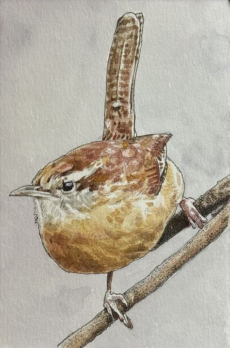 Bird Art & Artists | Hello All! Being new to the group I thought I'd post a sketch of one of our backyard "neighbors" as an introduction - Carolina Wren, w/c on paper, 4"x... | Facebook Carolina Wren Drawing, Birdcage Drawing, Wren Bird, Cactus Wren, Carolina Wren, Watercolor Doodles, Watercolor Art Face, Art Face, Abstract Landscapes