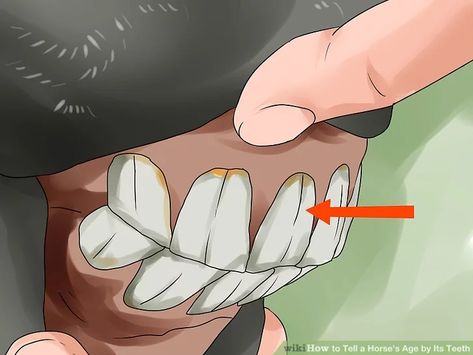 How to Tell a Horse's Age by Its Teeth (with Pictures) - wikiHow Horse Teeth, Horse Age, Equine Veterinary, Horse Ownership, Horse Behavior, Horse Lessons, Horse Information, Healthy Horses, Horse Care Tips