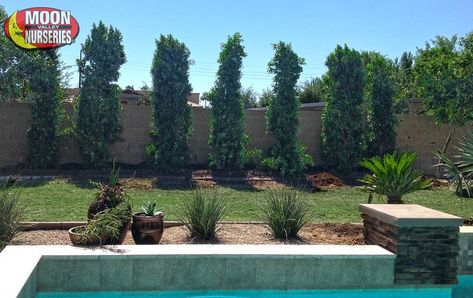 COLUMN_FICUS_HEDGE_HUGE_AZAVE Ficus Tree Outdoor, Ficus Hedge, Best Shade Trees, Plants Around Pool, Pool Plants, Ficus Microcarpa, Ficus Tree, Mediterranean Garden, Shade Trees