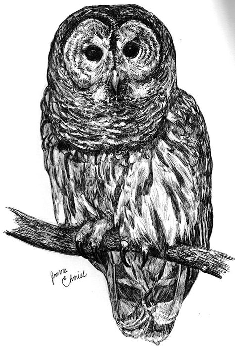 Hen Tattoo, Owl Tat, Owl Sketch, Barred Owl, Owls Drawing, Beautiful Owl, Cover Up Tattoo, Owl Tattoo, Encaustic Art