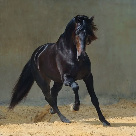 Spanish Dance, Horse Colors, Andalusian Horse, Black Horses, Most Beautiful Horses, Friesian Horse, Most Beautiful Animals, Majestic Horse, Horse Equestrian