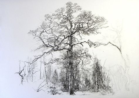 OneOak by Sarah Simblet - photograph of drawing in progress Sarah Simblet, Pencil Trees, Graphite Art, Tree Sketches, Different Art Styles, Plant Drawing, Scientific Illustration, Tree Drawing, Botanical Drawings