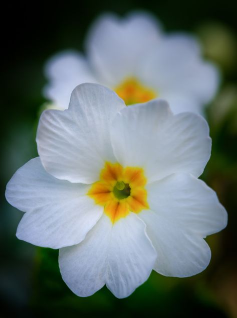 Primrose Aesthetic, Celebrating Ostara, Primula Flower, Hedera Helix Ivy, Skimmia Japonica, Bielefeld Germany, Germany Nature, Primrose Flower, Flower Bookmarks