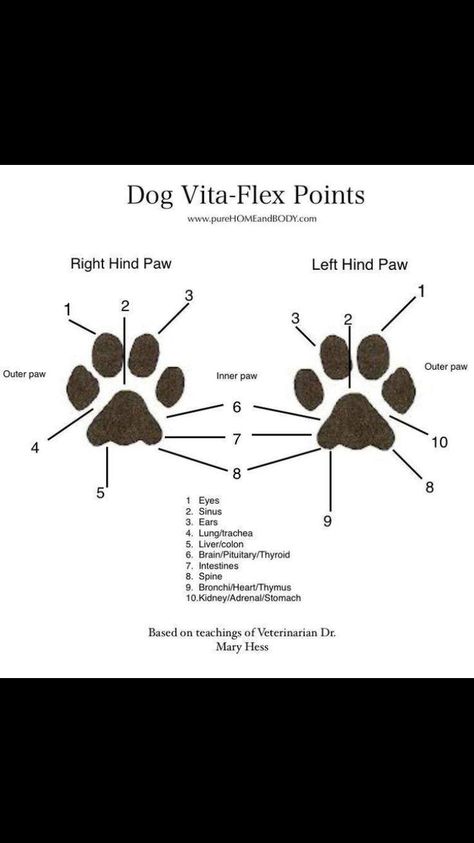 Doggie Paw Pressure Points.. making your pup feel good! Reflexology Points, Italian Greyhound, Pressure Points, Doterra Essential Oils, Dog Paw, Reflexology, Holistic Healing, Greyhound, Doterra