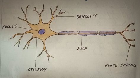 Neuron Diagram, Nervous Tissue, Science Diagram, Science Diagrams, Cell Diagram, Project Work, Human Being, Neuroscience, Nervous System