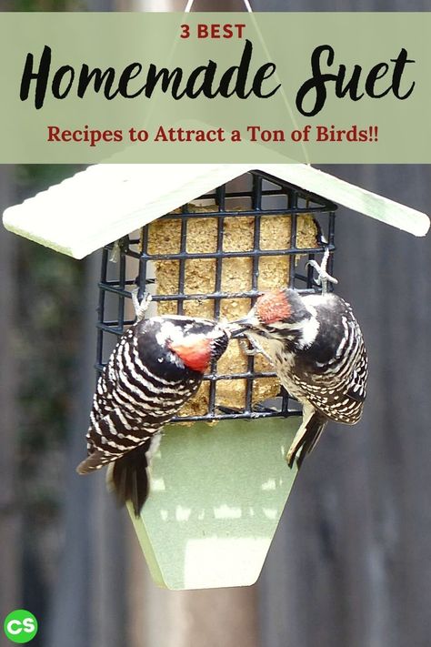 Diy Suet, Bird Bath Diy Homemade, Diy Suet Cakes, Bird Suet Recipes Homemade, Bird Suet Recipes, Suet Feeders Homemade, Suet Recipes For Birds, Diy Bird Suet Recipes, Bird Suet Recipes Homemade Winter