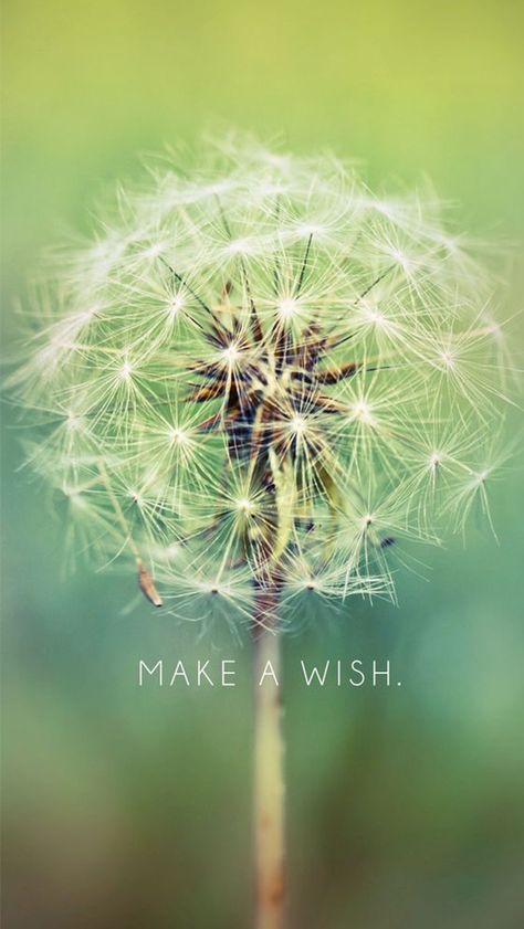 Make A Wish Dandelion #iPhone #5s #wallpaper Wallpaper Iphone 7 Plus, Dandelion Wallpaper, A Dandelion, Dandelion Wish, Iphone 6 Wallpaper, Whatsapp Wallpaper, Wallpapers Iphone, Wallpaper For Your Phone, Wallpaper Free