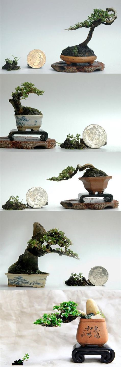 Super Mini Bonsai Bonsai Mame, Bonsai Techniques, Mame Bonsai, Bonsai Styles, Mini Bonsai, Japanese Bonsai, Indoor Bonsai, Moss Garden, Acer Palmatum