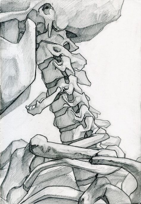 Skeleton Study 5 by jamesjulier on deviantART (scheduled via http://www.tailwindapp.com?utm_source=pinterest&utm_medium=twpin) Skeleton Drawings, Human Skeleton, Human Anatomy Art, Anatomy Sketches, Japon Illustration, Skeleton Art, Medical Art, Arte Sketchbook, Anatomy Drawing