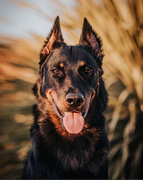 Fluffy Doberman, Beauceron Aesthetic, Canine Reference, French Shepherd, Beauceron Dog, Wolf Poses, Aesthetic Animals, Cutest Puppies, Dogs Breeds