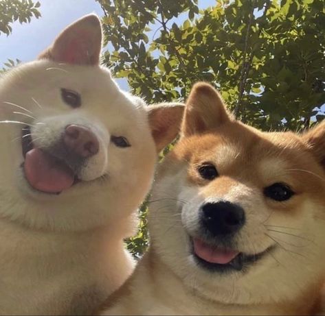 Shiba Inu Matching Pfp, Shiba Inu Aesthetic, This Or That My Type, Akita Inu Dog, Cute Shiba, Shiba Inu Dog, Silly Dogs, Cute Cats And Dogs, Cute Creatures