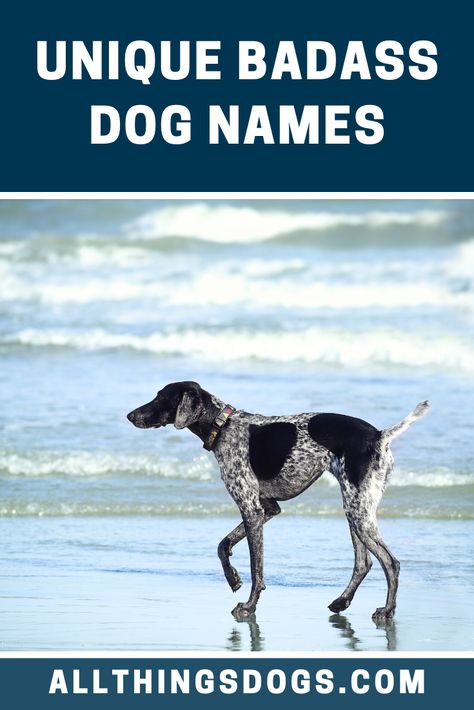 Powerful Dog Names, Rustic Dog Names, Witchy Dog Names, Strong Dog Names Male, Old Money Dog, Strong Dog Names, Female Pet Names, All Black Dog, Tough Dog Names