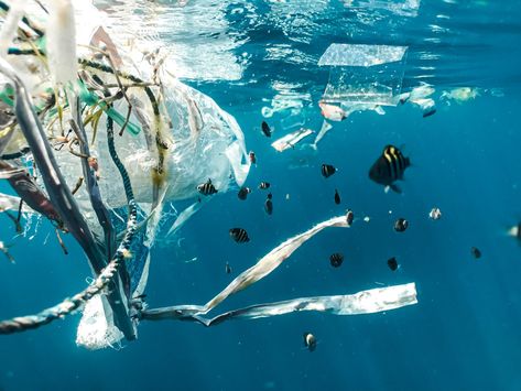 8 Facts About the Garbage Gyres in our Oceans - Population Education تلوث المياه, Floating In The Ocean, Ecosystem Services, Marine Pollution, Environmental Studies, La Pollution, Water Pollution, World Economic Forum, Plastic Pollution