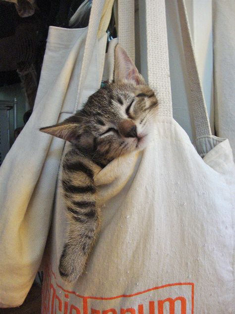 Cat Napping, Sleepy Cat, Cat Sleeping, In The Bag, Cute Cats And Kittens, Cute Animal Pictures, Cat Nap, Cats Meow, Pretty Cats