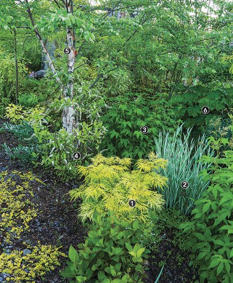 Spring Into Summer: 6 Garden-Bed Designs to Try This Year - FineGardening River Birch Landscaping, Lemony Lace Elderberry, Lake House Backyard, Hosta Sieboldiana, Common Garden Plants, Long Blooming Perennials, River Birch, Spring Into Summer, Shade Gardens