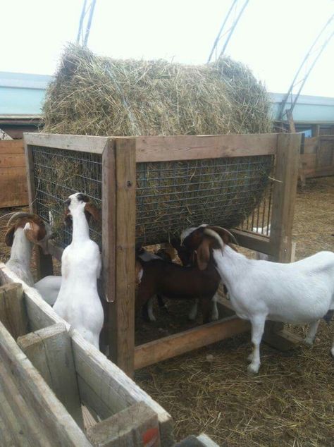 Round bale feeder Sheep Feeders, Round Bale Feeder, Goat Hay Feeder, Goat Feeder, Goat Playground, Goat Shed, Goat Pen, Goat Shelter, Cattle Barn