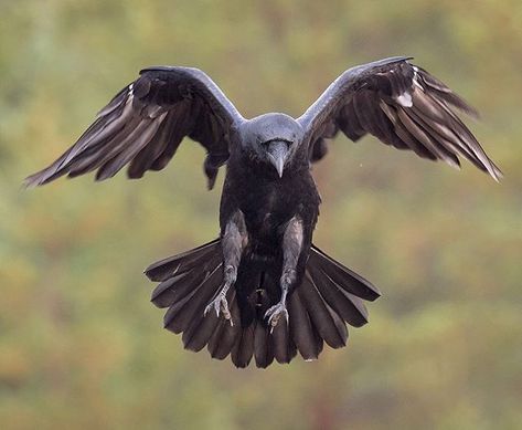 Raven Flying, Flying Raven, Raven Pictures, Raven And Wolf, Animal Tarot, Raven Bird, Crow Tattoo, Dark Wings, Crow Bird