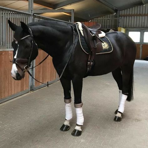 Horsey Life, Horse Riding Outfit, Indoor Arena, Equestrian Aesthetic, Horse Equipment, Horse Aesthetic, Hunter Jumper, Horse Crazy, Horse Equestrian