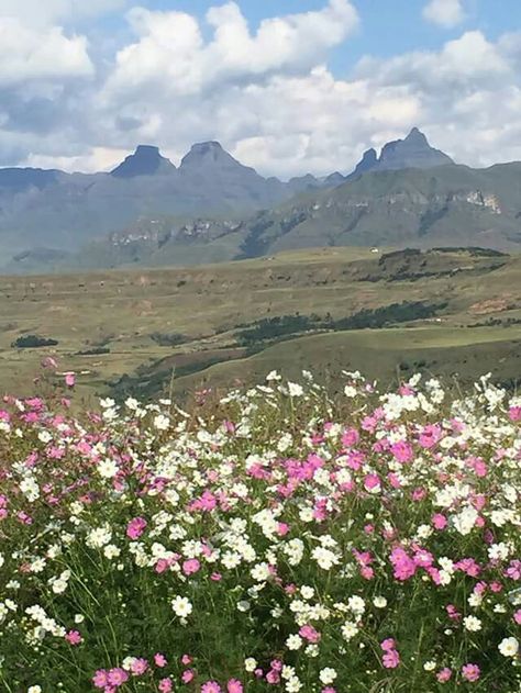 Wild flowers, Lesotho 2024 Tattoo, Drakensberg Mountains, South Africa Travel, Cellphone Wallpaper Backgrounds, Kwazulu Natal, Amazing Nature Photos, Southern Africa, Beautiful Country, Heaven On Earth