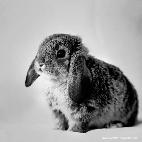 Magnificent rabbit Animal Movement, Pet Rabbit, Baby Bunnies, Wildlife Animals, Cute Creatures, White Photo, Sweet Animals, Cute Bunny, Animals Friends