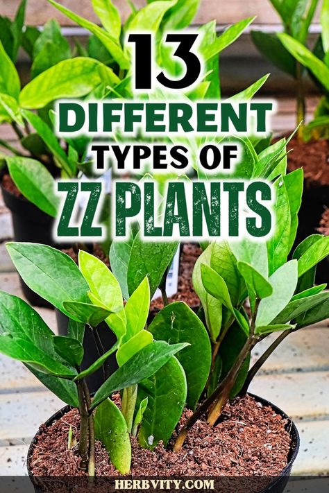 The ZZ Plant is one of the most versatile plants, offering a great number of uses that you can use in your home. The ZZ Plant does not require very much care, but it will need to be kept cool, moist and out of direct sunlight. In this article, we will be talking about thirteen (13) types of the ZZ plant. Propagation Plants, Zz Plant Care, Zz Plants, Growing Broccoli, Aquarium Live Wallpaper, Repotting Orchids, Plant Jungle, Types Of Houseplants, Tall Indoor Plants