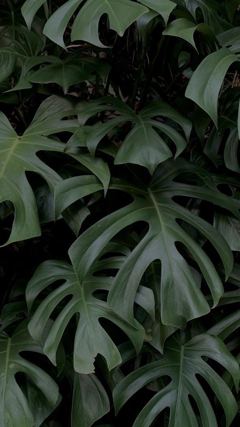 Tropical Plant Background, Monstera Iphone Wallpaper, Tropical Plant Wallpaper, Monstera Phone Wallpaper, Plant Leaves Aesthetic, Tropical Plants Aesthetic, Monstera Wallpaper Aesthetic, Jungle Green Aesthetic, Jungle Aesthetic Wallpaper