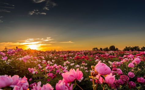 pink rose flower #sunset #sunlight #flowers #rose pink roses #nature #landscape #field #sky #1080P #wallpaper #hdwallpaper #desktop Wallpaper Mawar, Pink Peonies Wallpaper, Pink Flowers Background, Field Wallpaper, Peony Wallpaper, Hd Nature Wallpapers, Pink Rose Flower, Flower Landscape, Rose Wallpaper