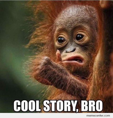 15 Hilarious Monkey Memes To Brighten Your Day - I Can Has Cheezburger? Monkey Memes, Baby Orangutan, Mandrill, Demotivational Posters, Monkeys Funny, Cute Monkey, Funny Cat Pictures, Primates, Adorable Baby